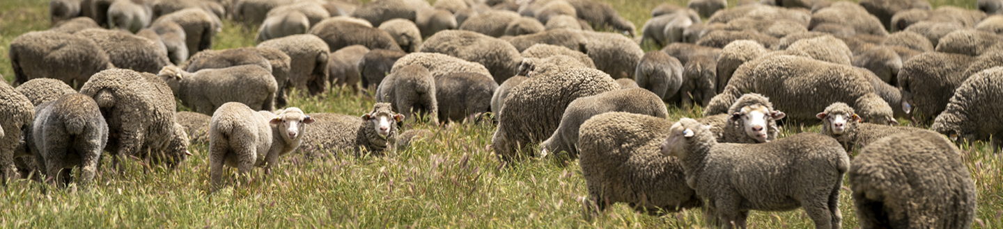 Merinos 