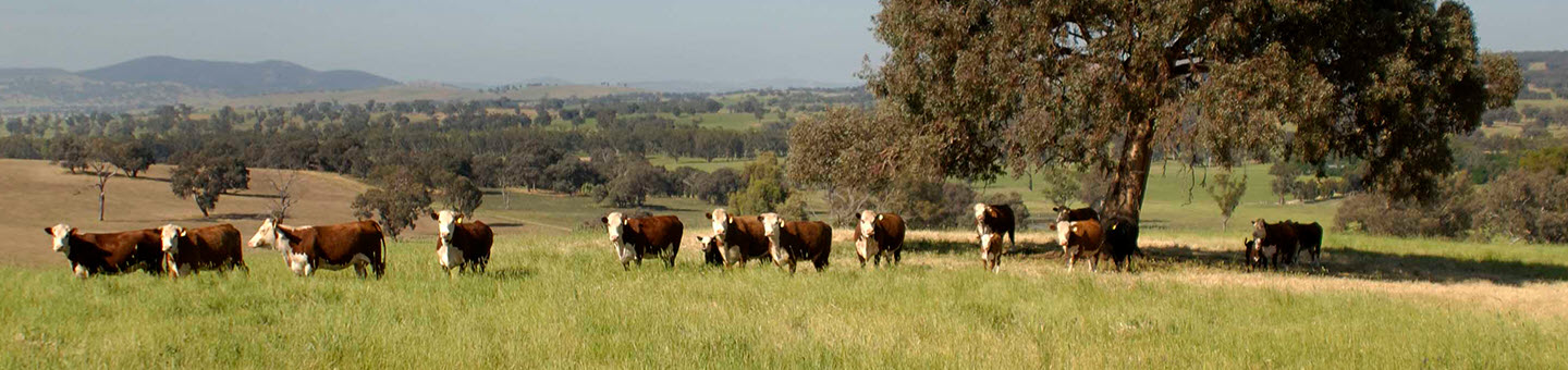 Temperate cattle