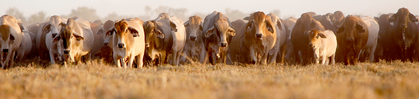 Tropical cattle